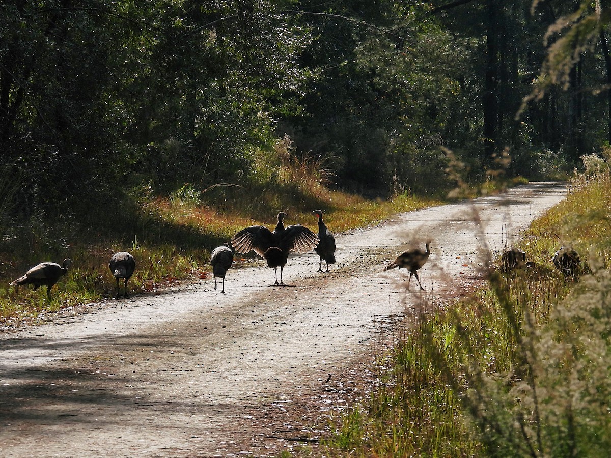 Wild Turkey - ML611630508