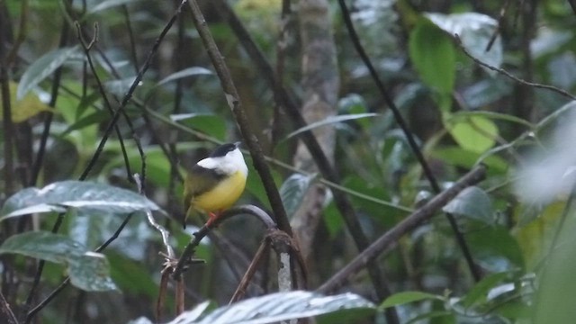 Manakin à col blanc - ML611630511