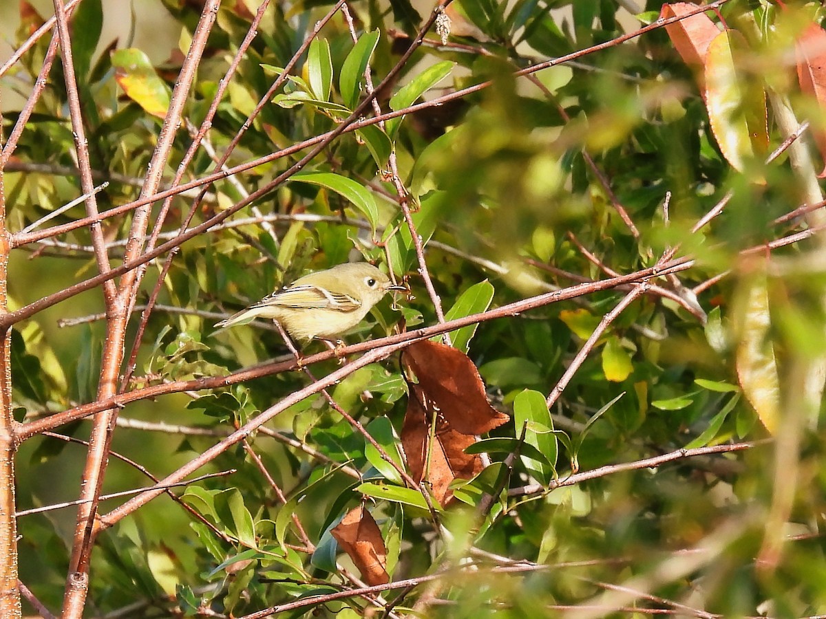 Ruby-crowned Kinglet - ML611630527