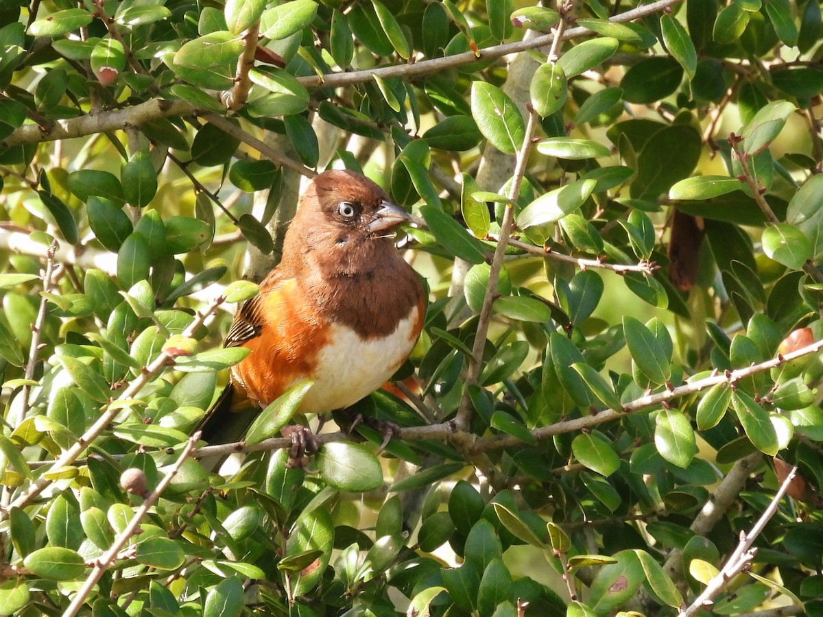 Eastern Towhee - ML611630561