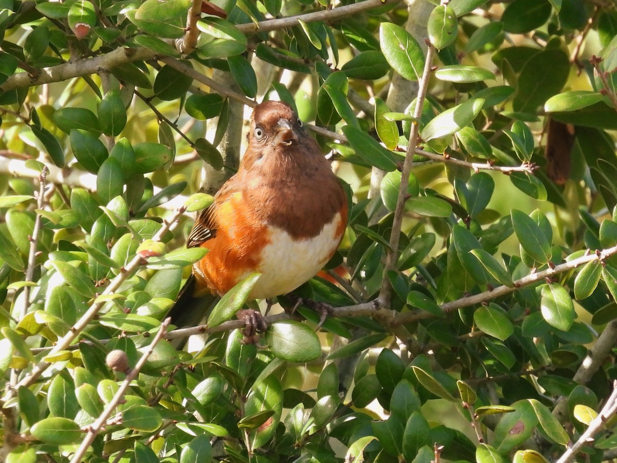 Eastern Towhee - ML611630563