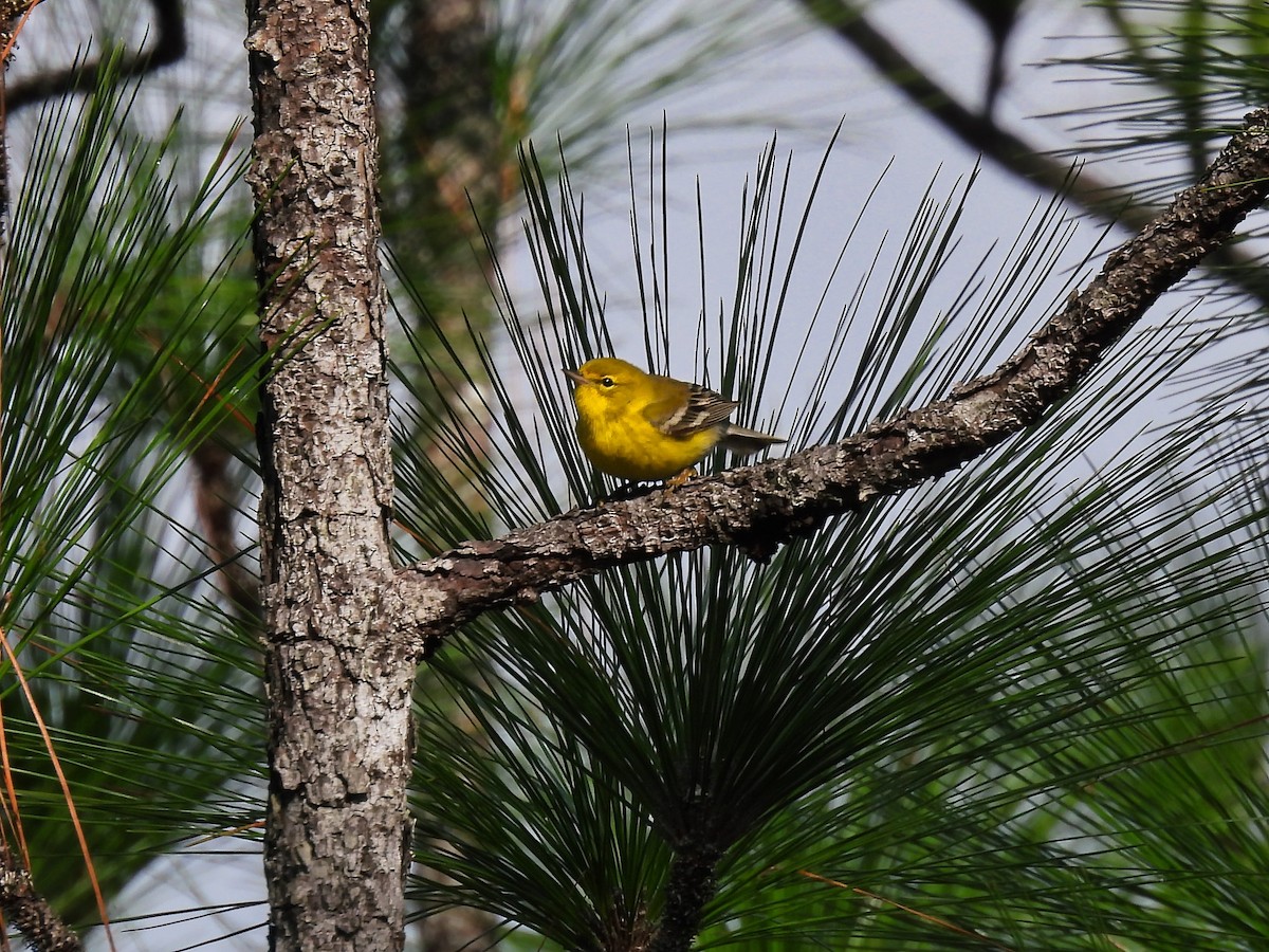 Pine Warbler - ML611630567