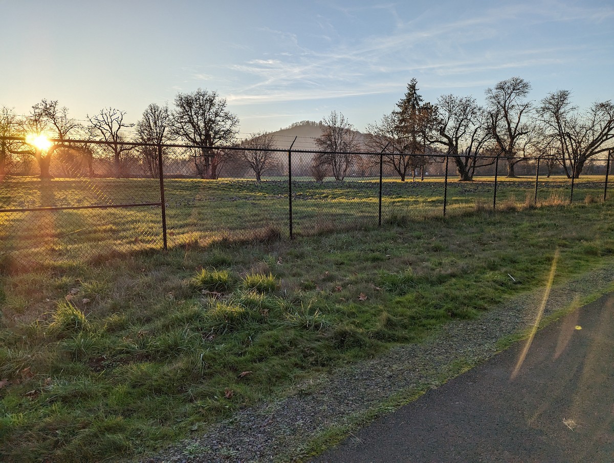 Cackling Goose - ML611630645