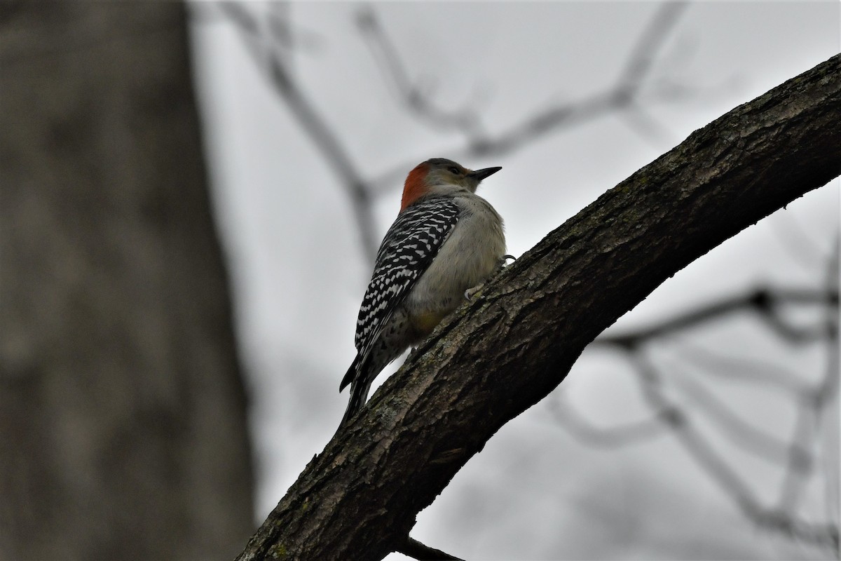 Red-bellied Woodpecker - ML611630662