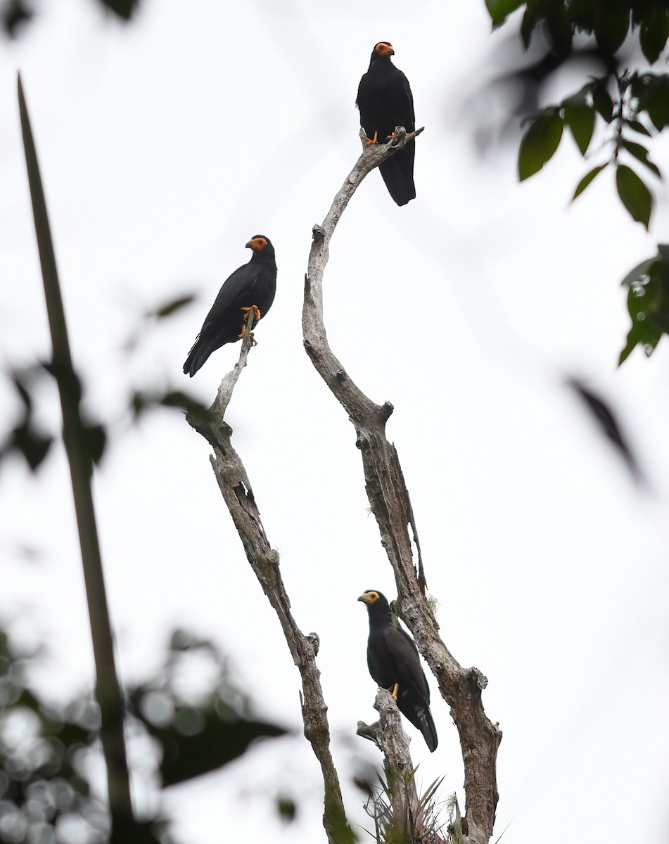 Black Caracara - ML611630711