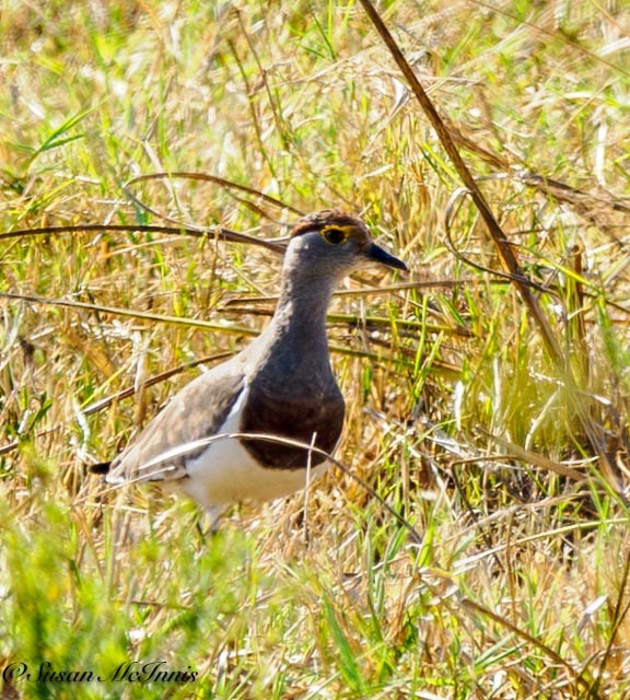 Brown-chested Lapwing - ML611630766