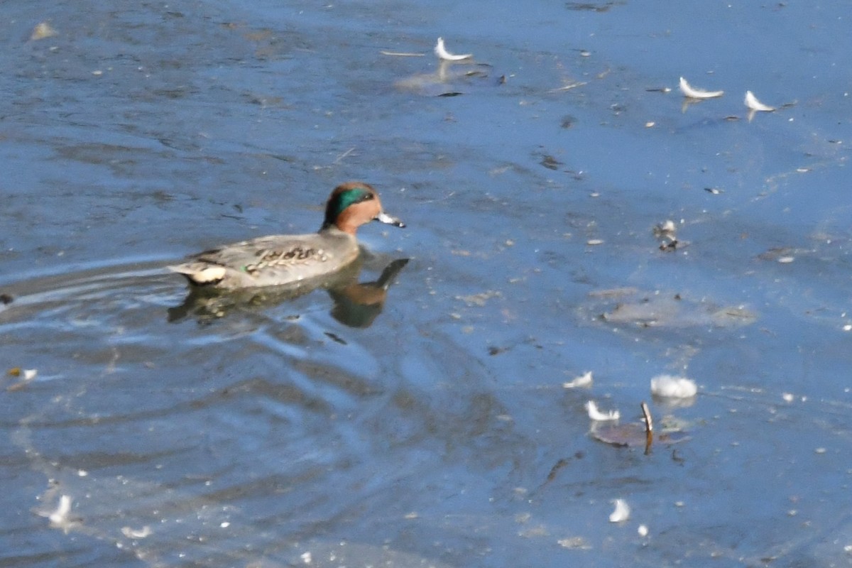 Green-winged Teal - Bill Ostrander