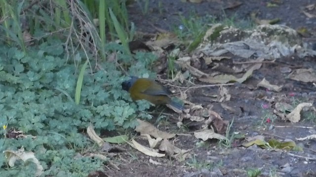 Large-footed Finch - ML611631026