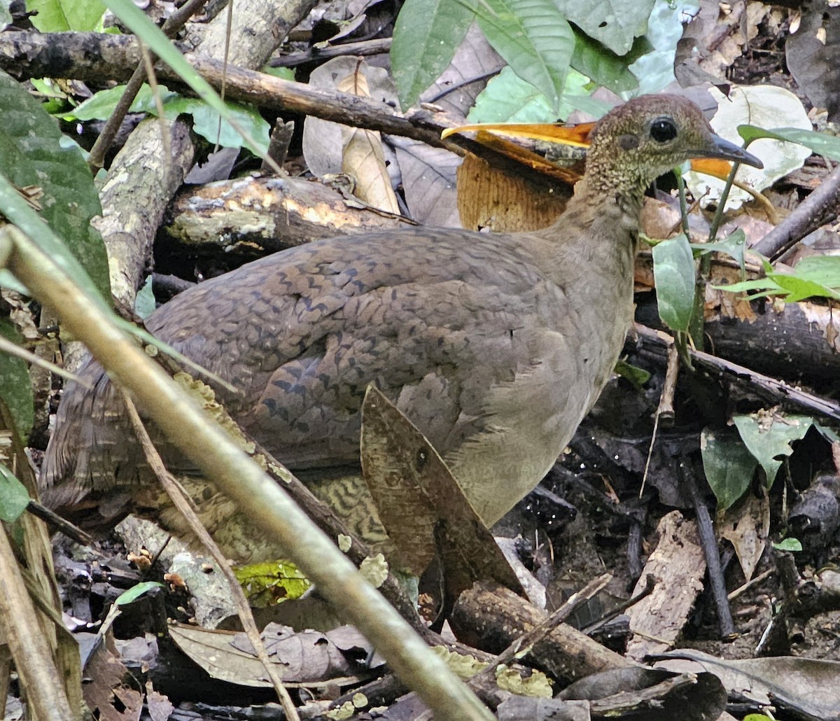 Great Tinamou - Ernest Crvich