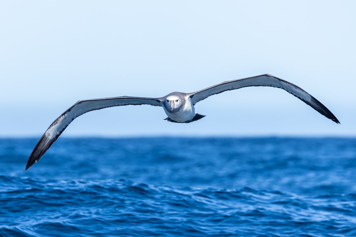 White-capped Albatross - Mason Flint