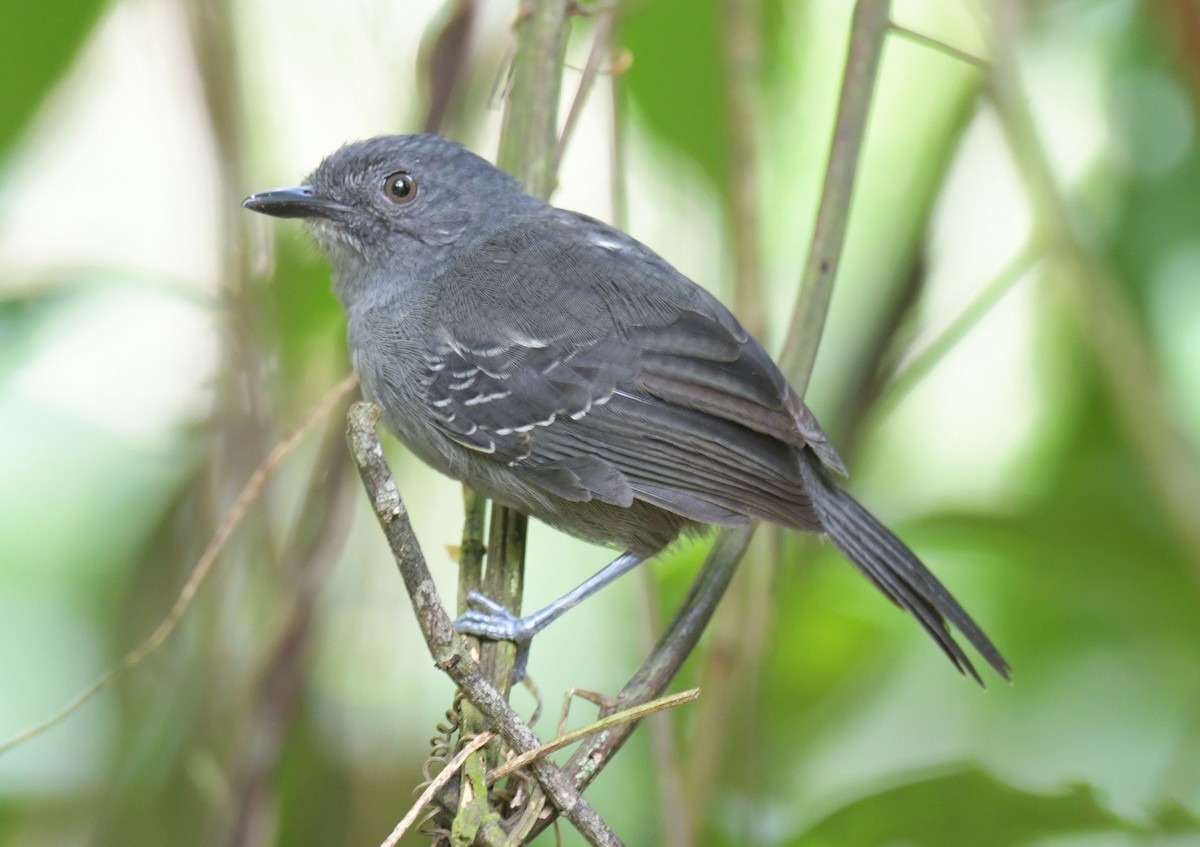 Dusky Antbird - Ernest Crvich