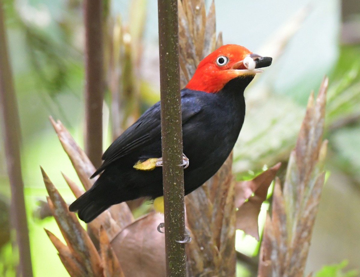 Red-capped Manakin - ML611631079