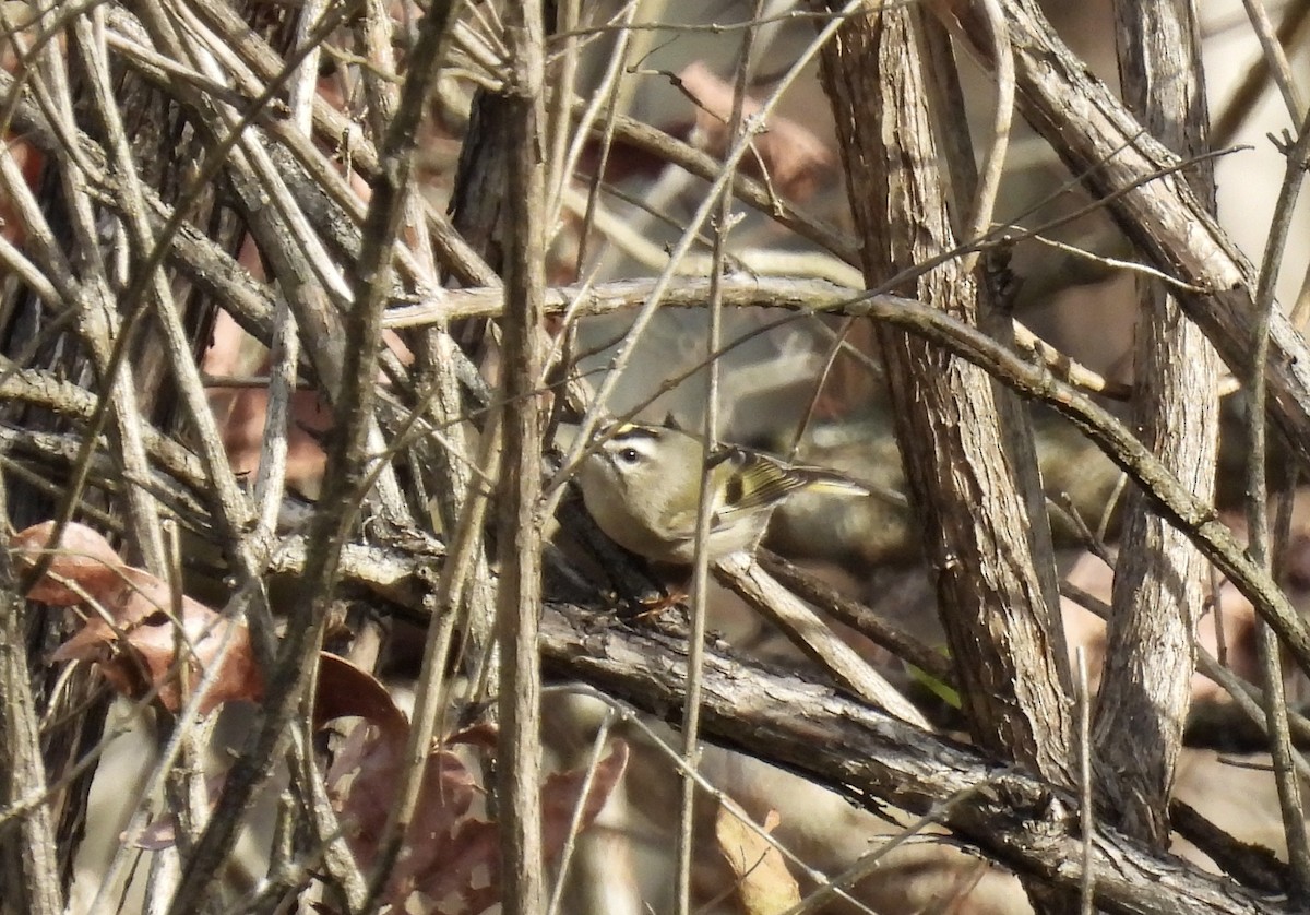 Golden-crowned Kinglet - Barb Stone