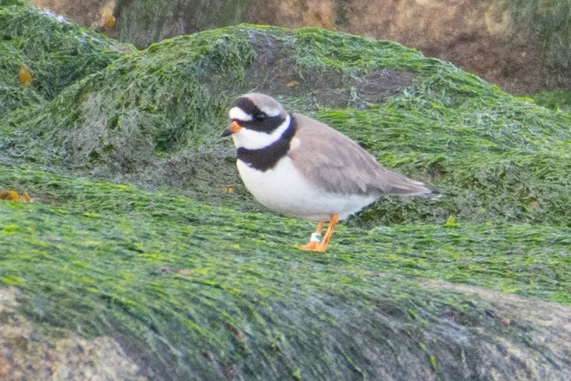 Common Ringed Plover - ML611631176