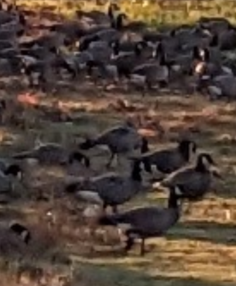 Cackling Goose - ML611631196