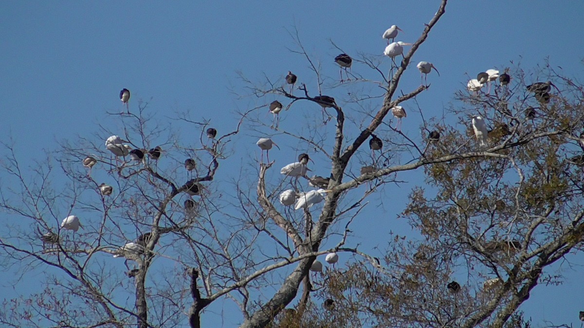 White Ibis - ML611631214