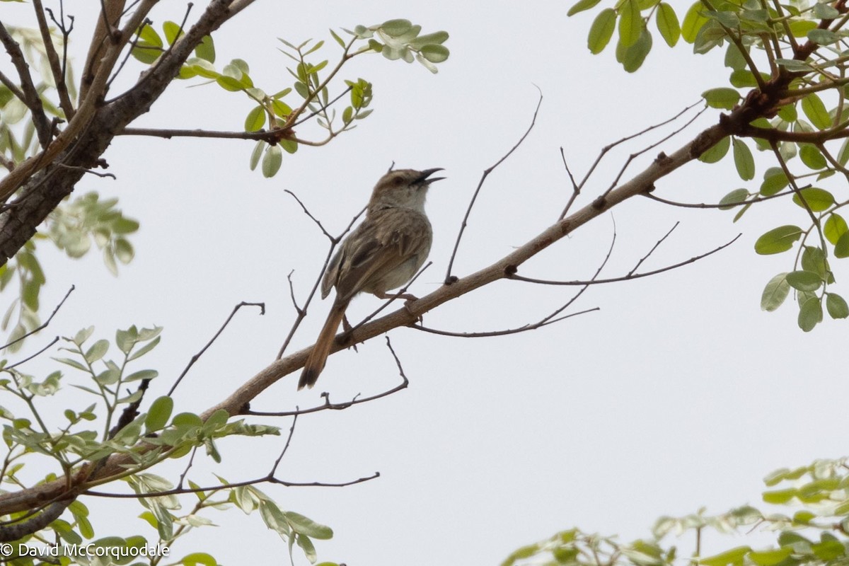 Tinkling Cisticola - David McCorquodale