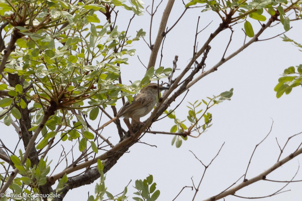 Tinkling Cisticola - David McCorquodale