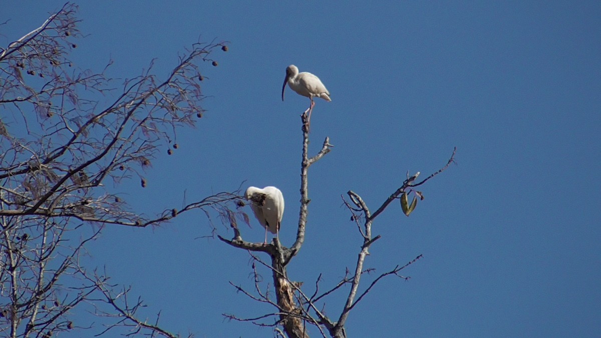 White Ibis - ML611631226