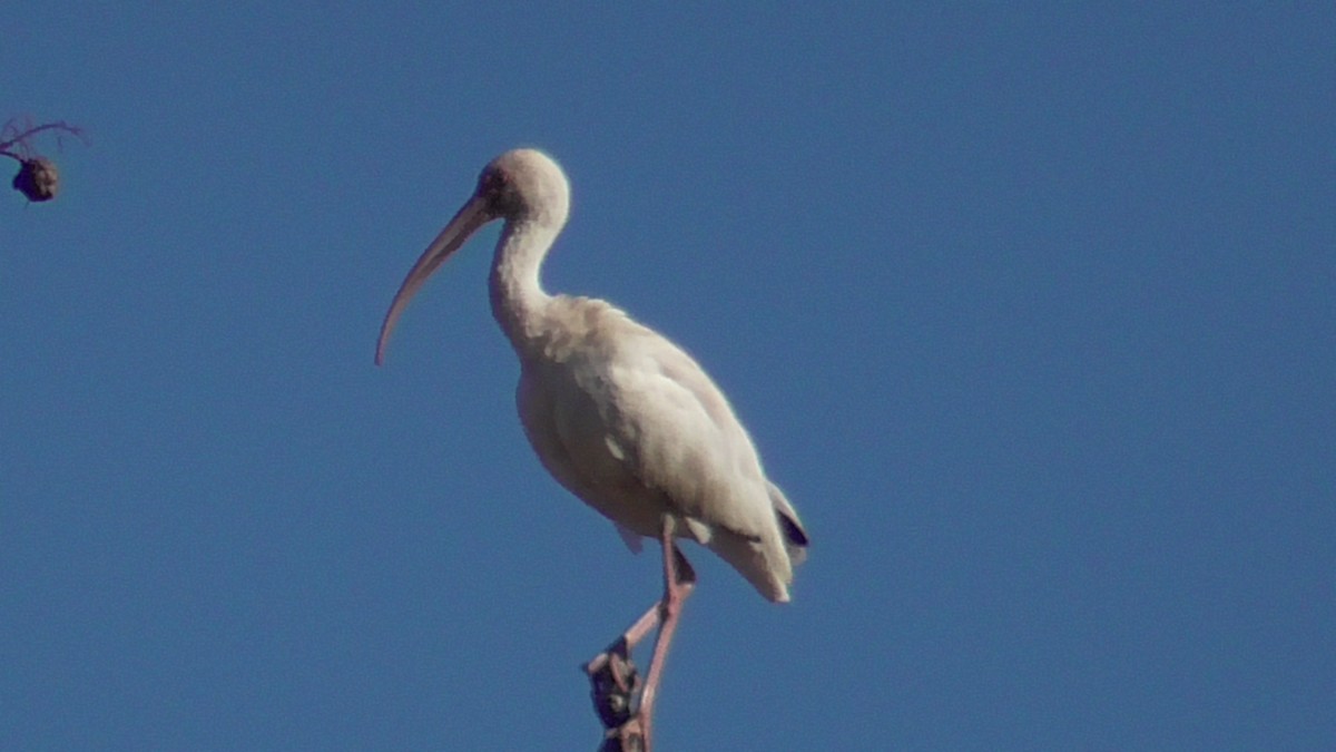 ibis bílý - ML611631230