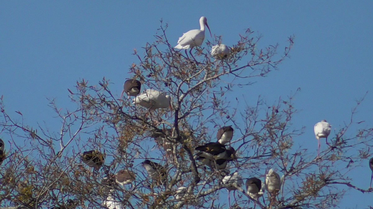 White Ibis - ML611631259