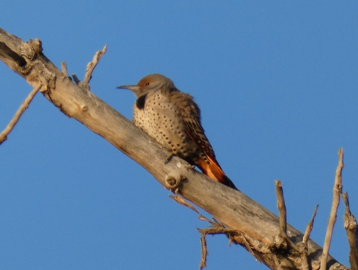 Northern Flicker - ML611631269