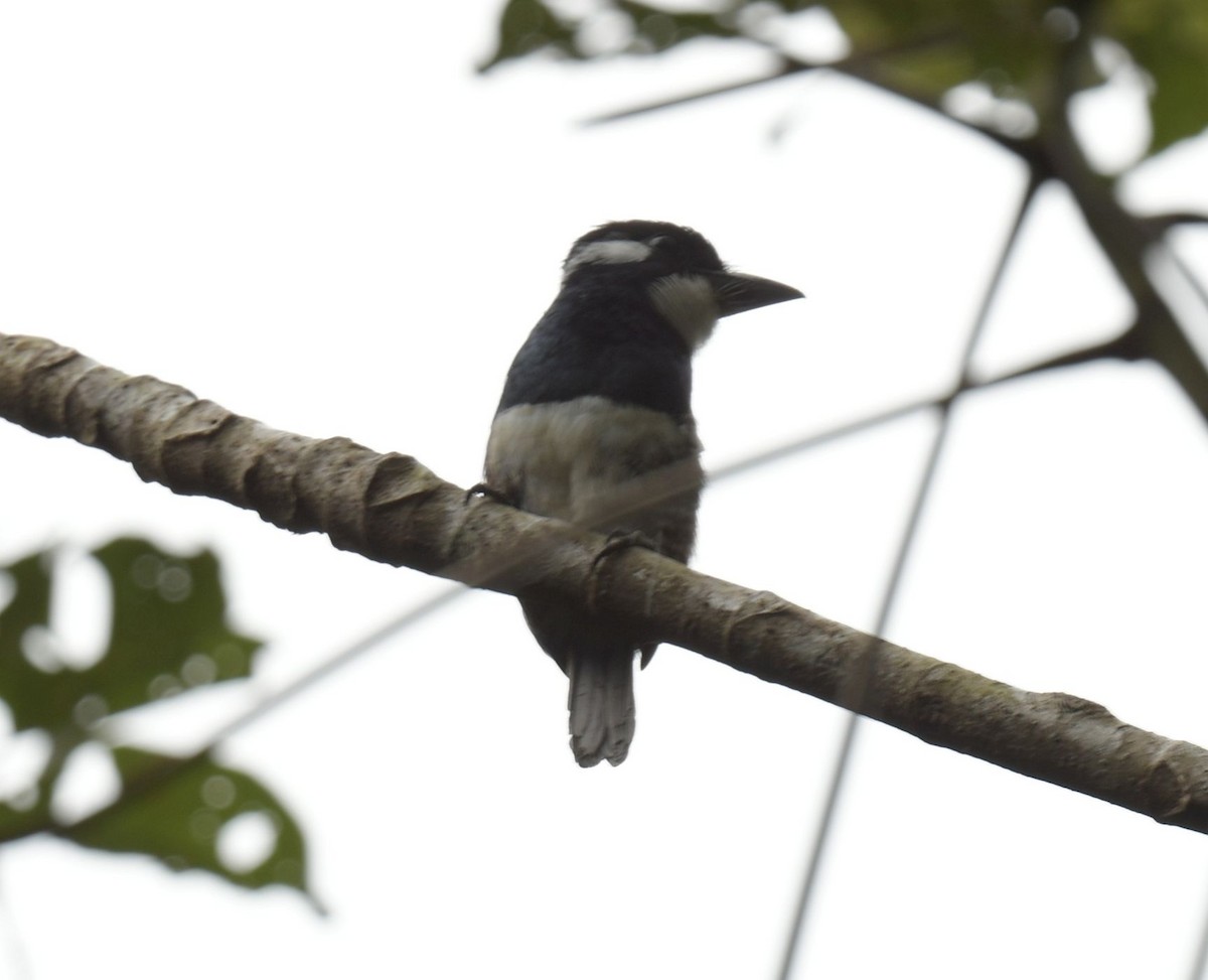Black-breasted Puffbird - ML611631376