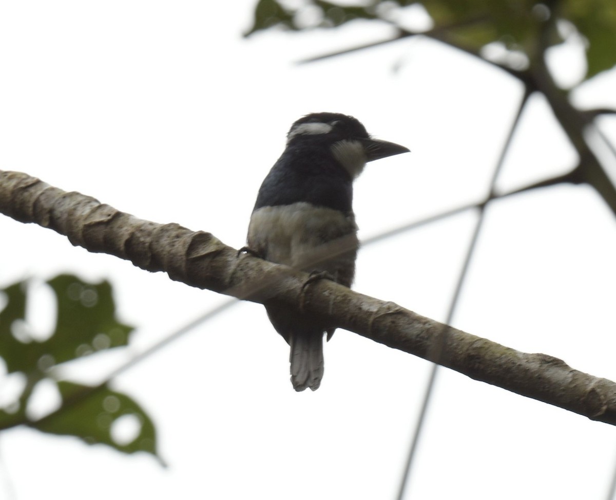 Black-breasted Puffbird - Ernest Crvich