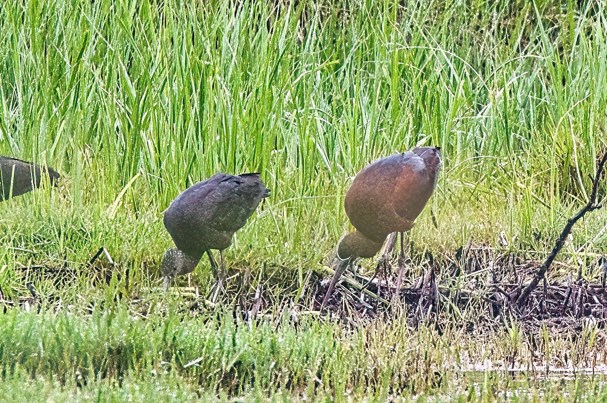 Glossy Ibis - ML611631393