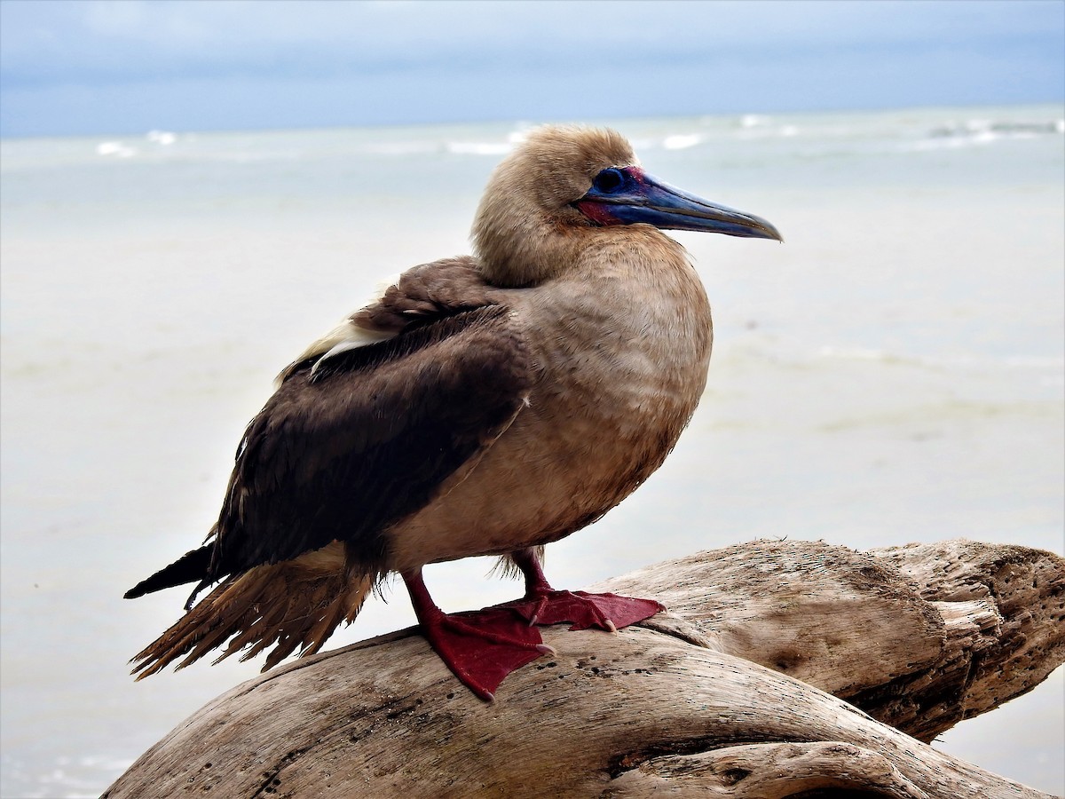 Fou à pieds rouges - ML611631419