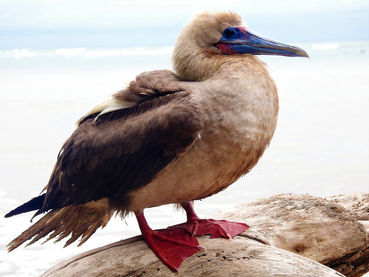 Fou à pieds rouges - ML611631420