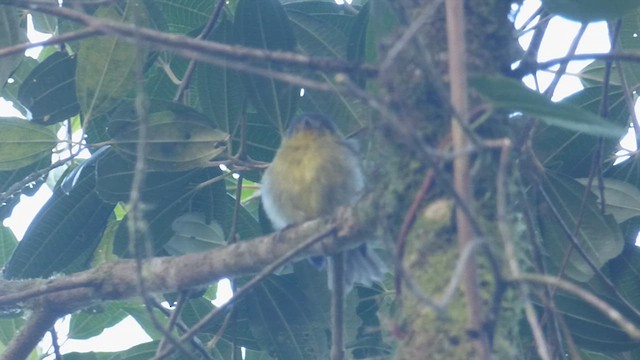 Tufted Flycatcher - ML611631455