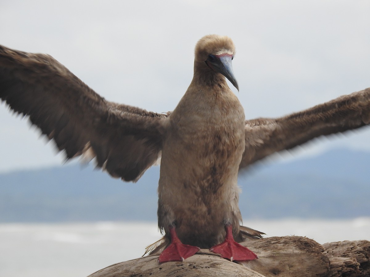 Fou à pieds rouges - ML611631476