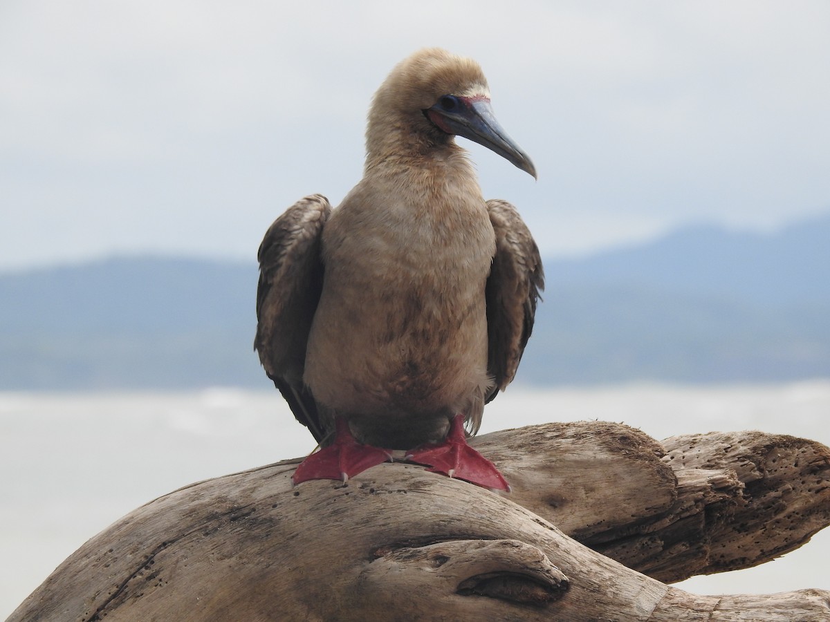 Red-footed Booby - ML611631477