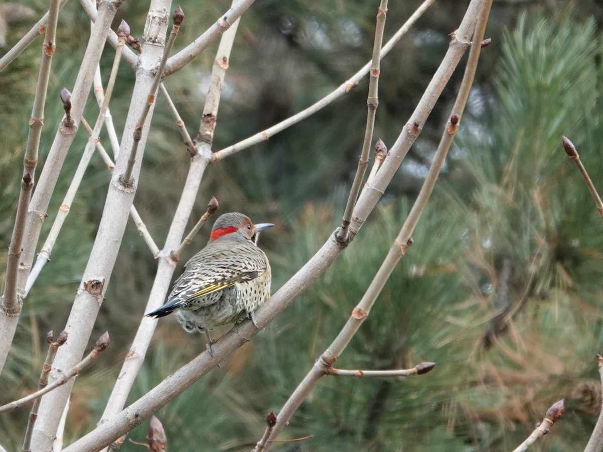 Northern Flicker - ML611631520