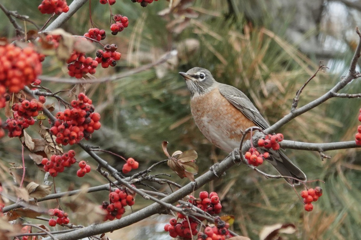 American Robin - ML611631525