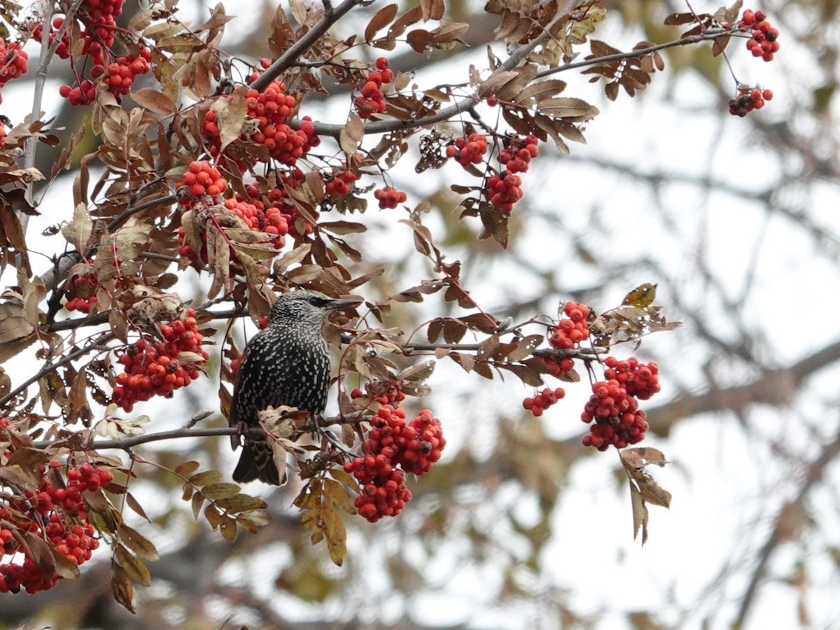 European Starling - ML611631526