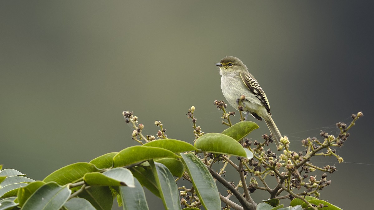 Tyranneau à face jaune - ML611631586