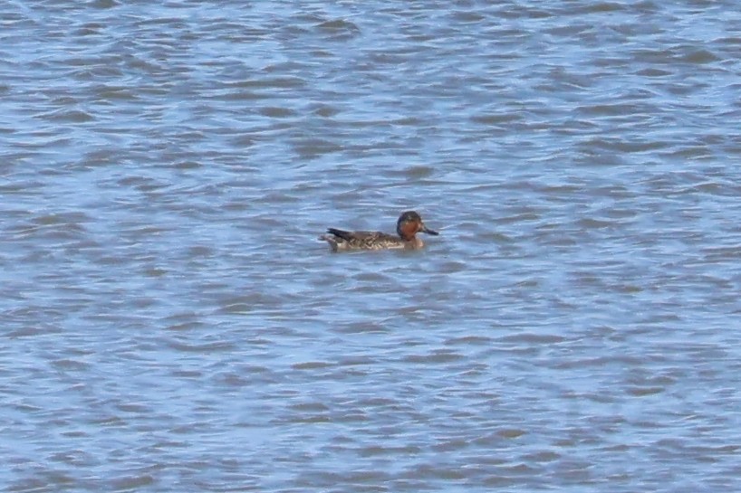 Green-winged Teal - ML611631676