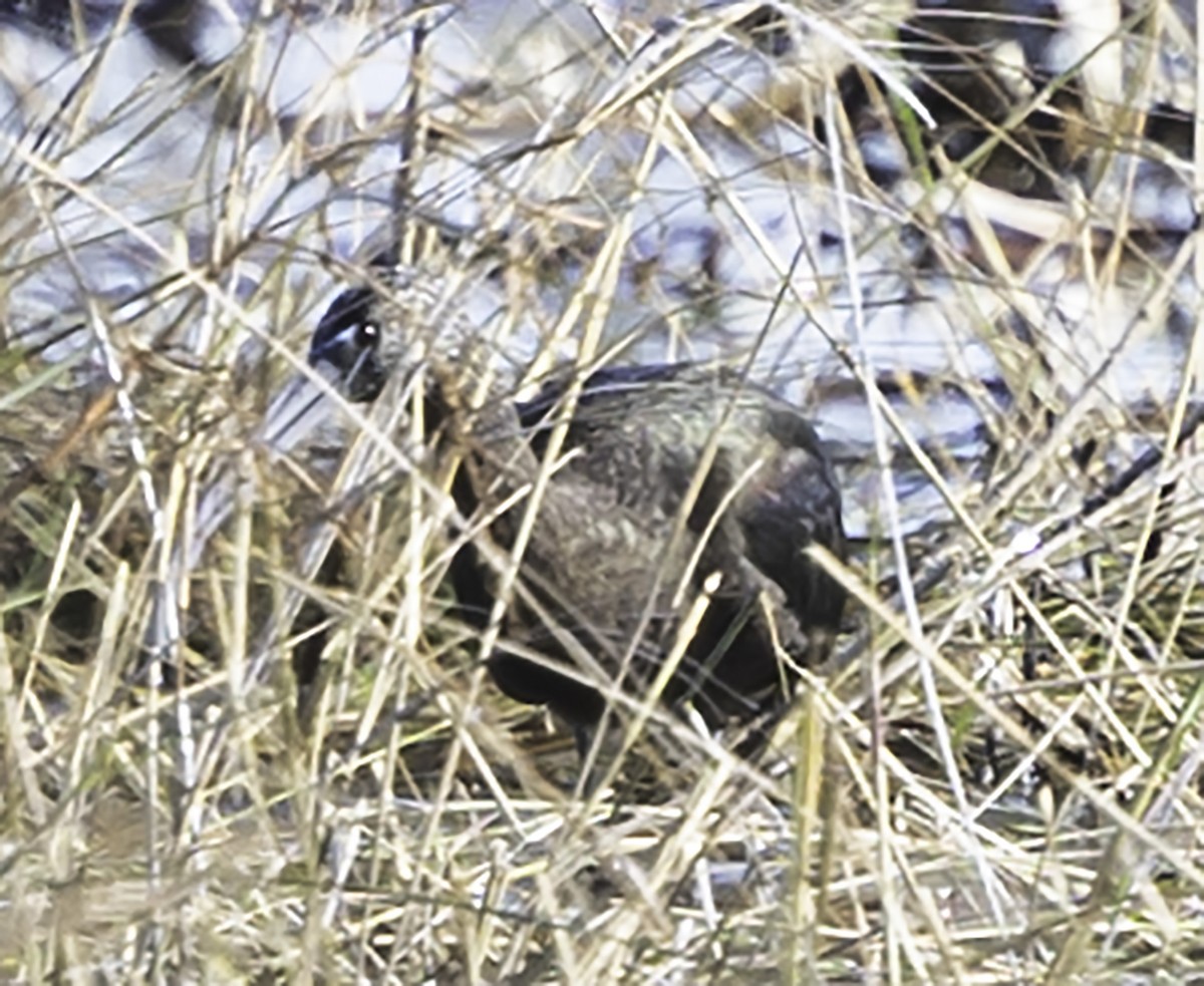 Glossy Ibis - David Muth