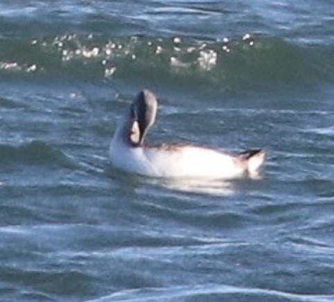 Red-throated Loon - ML611631867