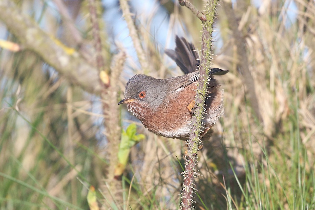 Dartford Warbler - Armin Kreusel