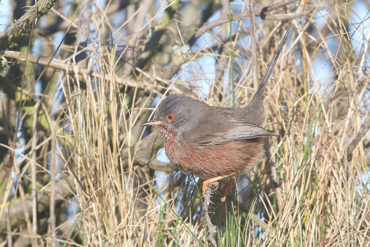 Dartford Warbler - ML611631965