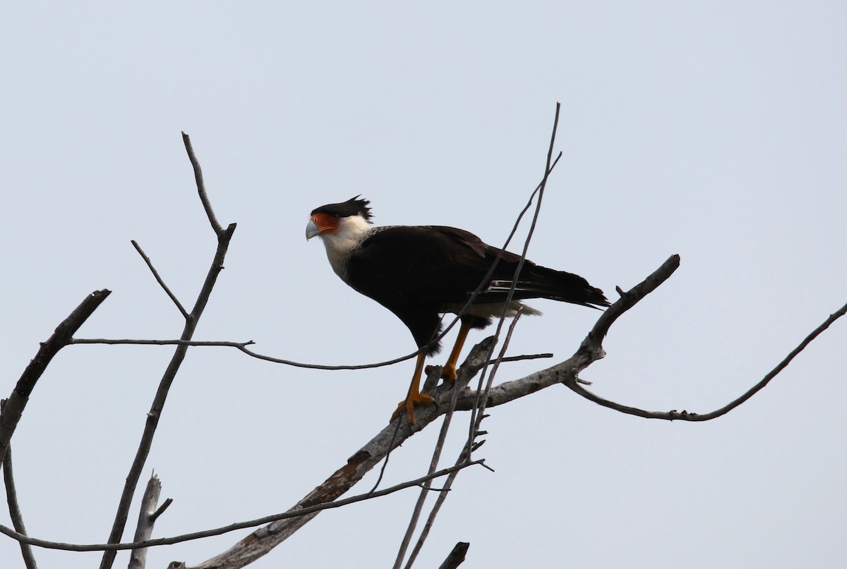 Crested Caracara (Northern) - ML611631976