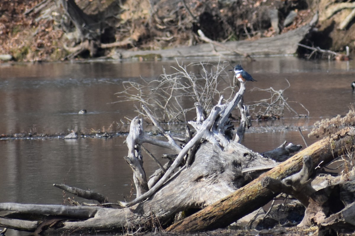 Belted Kingfisher - ML611632021