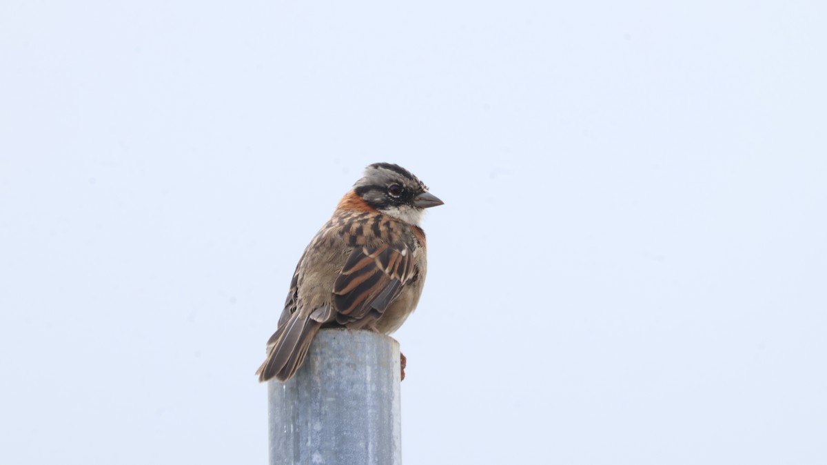 Rufous-collared Sparrow - ML611632104