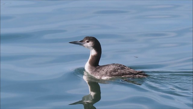 Common Loon - ML611632119