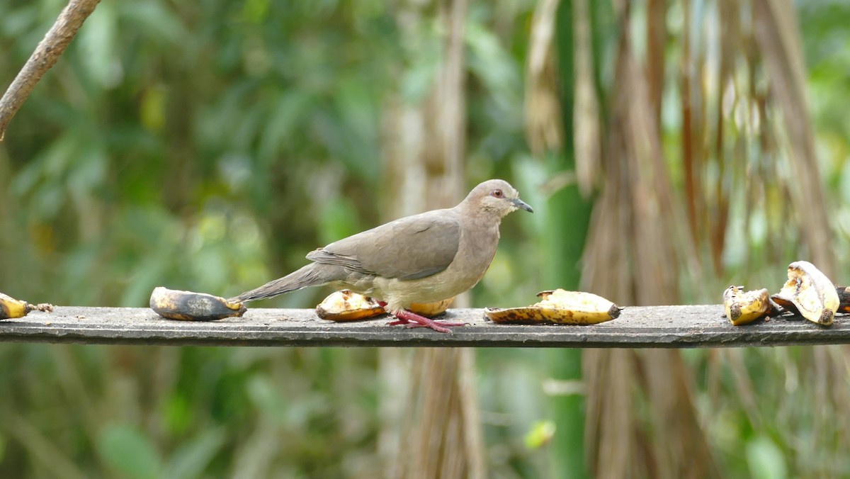 White-tipped Dove - Robin Kretzschmar