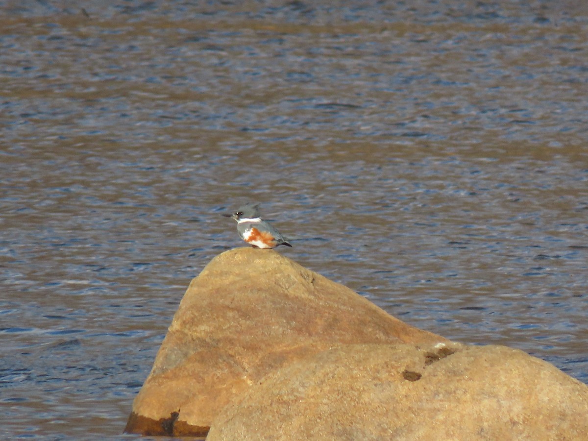 Belted Kingfisher - ML611632202