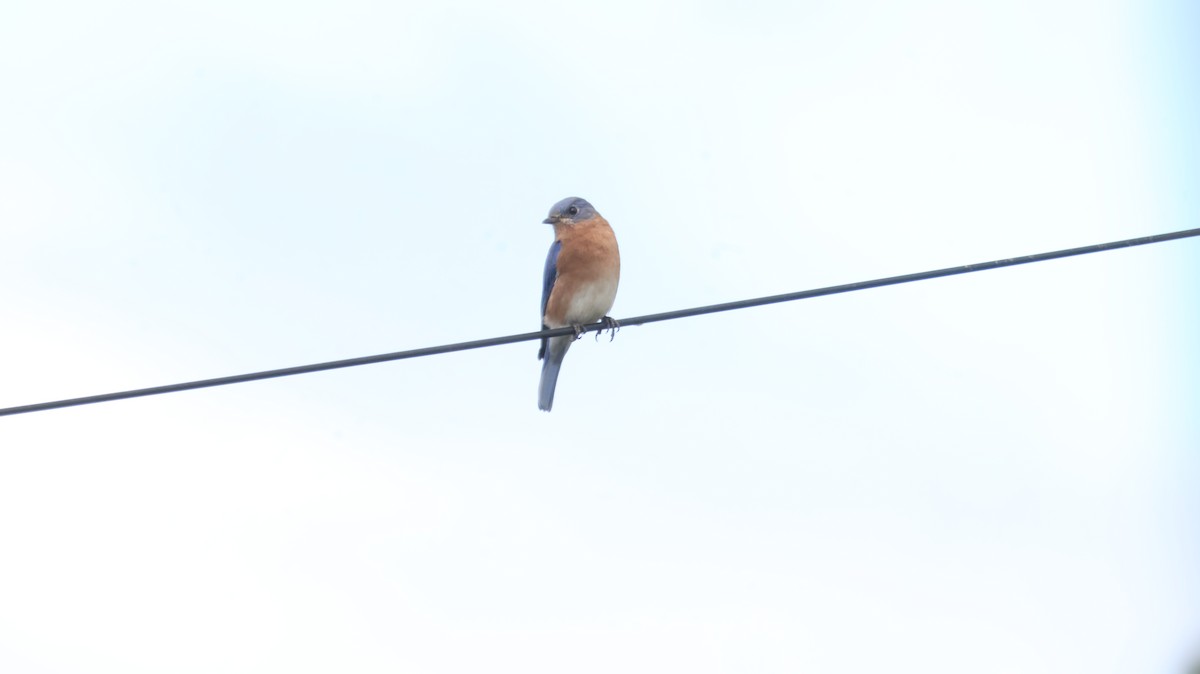 Eastern Bluebird - ML611632208